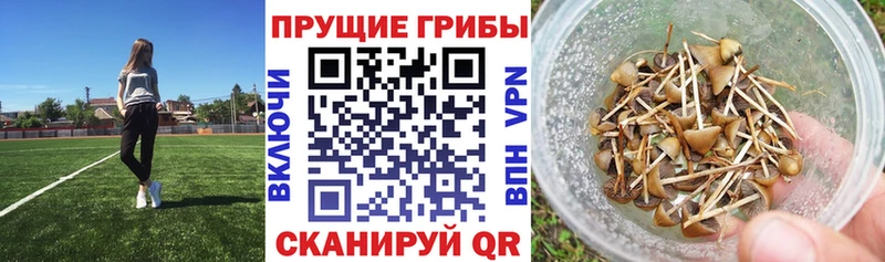 Галлюциногенные грибы ЛСД  хочу наркоту  Тайга 